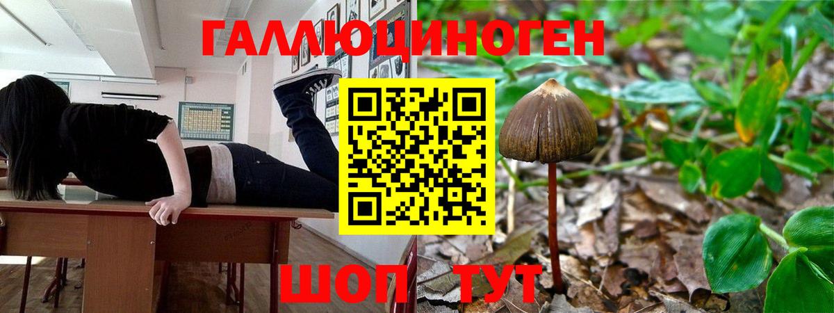 Псилоцибиновые грибы Psilocybine cubensis Нягань